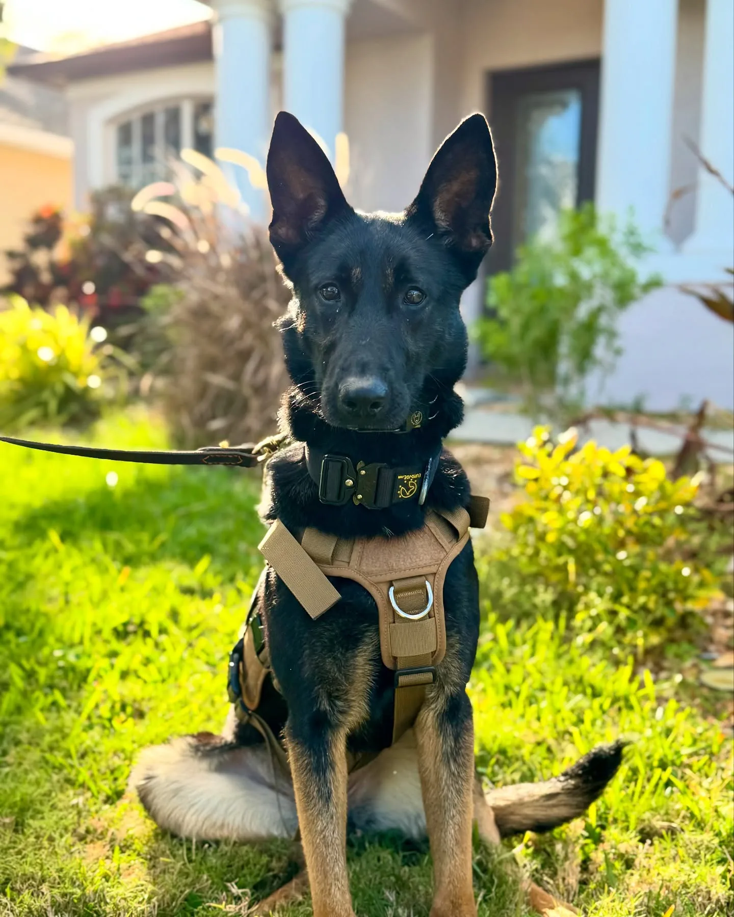 Aspen, the Mold Solutions K9 mold detection dog, on inspection